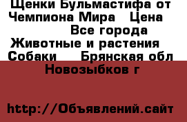 Щенки Бульмастифа от Чемпиона Мира › Цена ­ 1 000 - Все города Животные и растения » Собаки   . Брянская обл.,Новозыбков г.